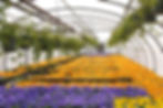 Pansy