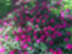 Bounce Impatiens