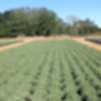 Kale "Coral Prince," "Peacock White"