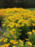 Annual Rudbeckia