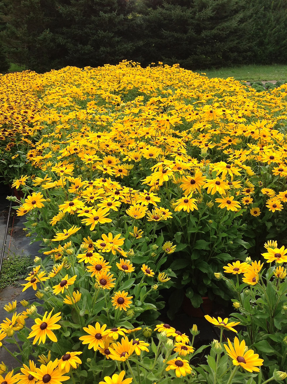 Annual Rudbeckia