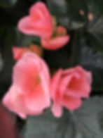 Begonia x hiemalis
