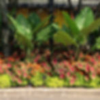 Mixed Planting
