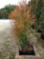 Euphorbia "Fire Stick"