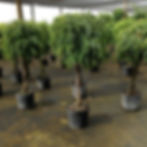 Ficus "Amstel" Braid