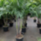 Adonidia Palm