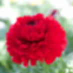 Ranunculus