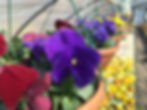 Pansy