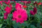 Gerbera African Daisy