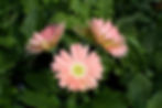 Gerbera African Daisy