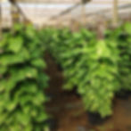 Pothos