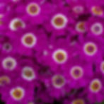 Senetti Cineraria