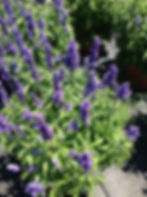 Salvia "Victoria"