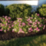 Lantana "Landmark Rose"