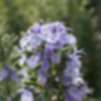 Rosemary