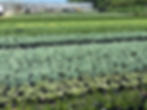 Evergreens in Production Field