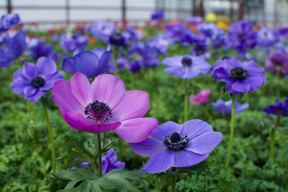 Anemone