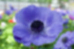 Anemone