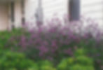 Verbena bonariensis