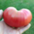 Heirloom Tomato