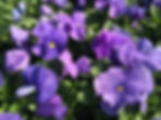 Pansy