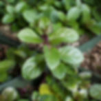 Peppermint