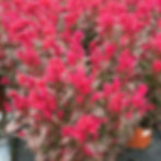 Celosia