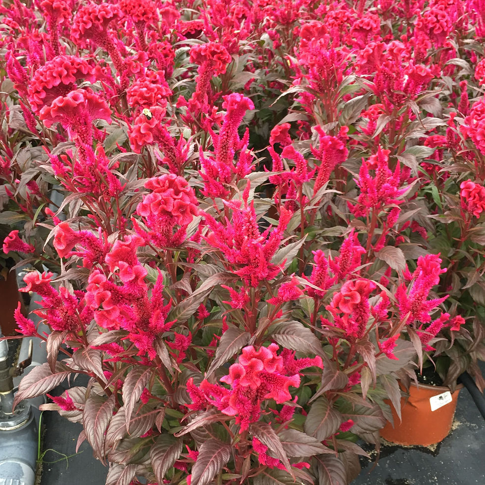 Celosia