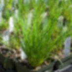 Chives