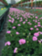 Geranium
