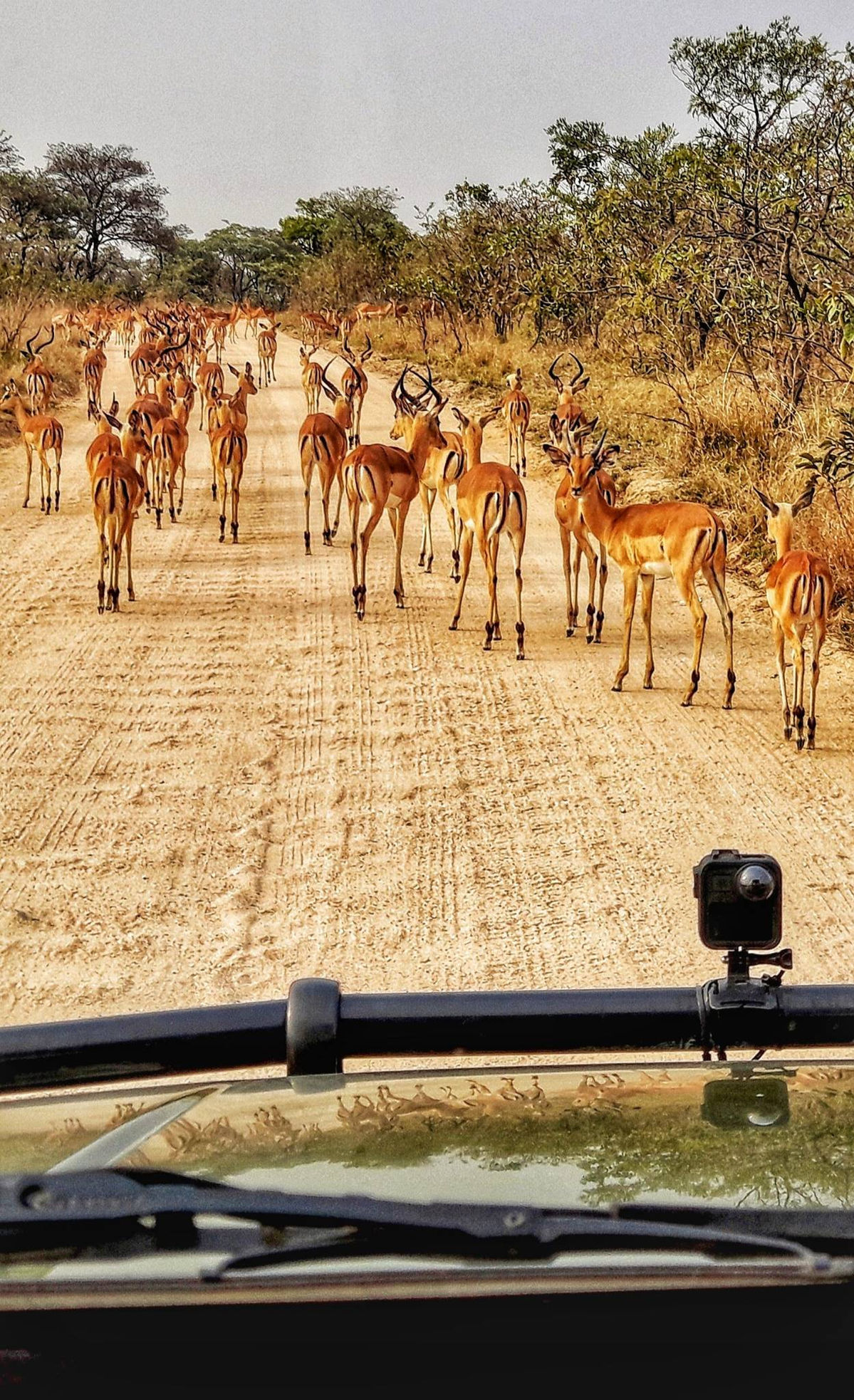 Impala-Herde auf einer Sandpiste im Busch