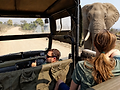View from inside a open safari vehicle in the kruger national park with an elephant next to the vehicle