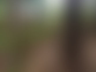 Agrícola testa baunilha em consórcio com seringueira