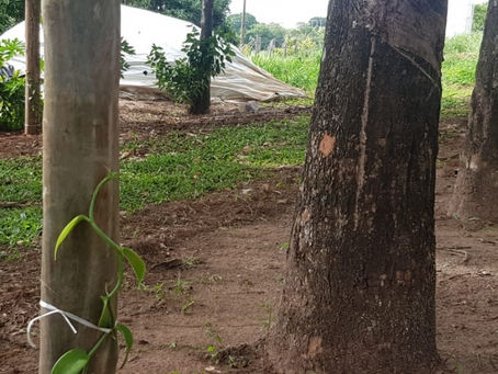 Agrícola testa baunilha em consórcio com seringueira