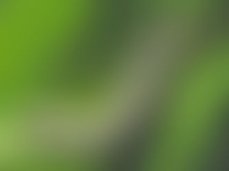 Lagarta nas pastagens está controlada com as chuvas