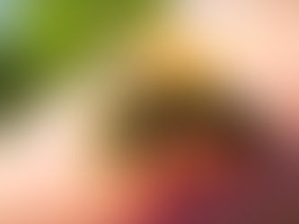 Abelhas encurralam família e matam cachorro e papagaio