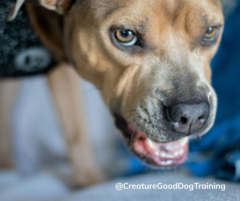 Close-up of a brown dog with open mouth and focused eyes, indoors; watermark reads @CreatureGoodDogTraining
