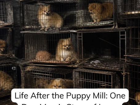Small fluffy Pomeranian dogs sit in stacked cages in a dim puppy mill; overlay reads Life After the Puppy Mill and @CreatureGoodDogTraining.