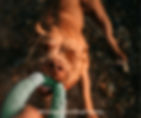 Brown dog playfully tugs a green rope toy outdoors. Warm lighting and blurred background. Text: @CreatureGoodDogTraining.