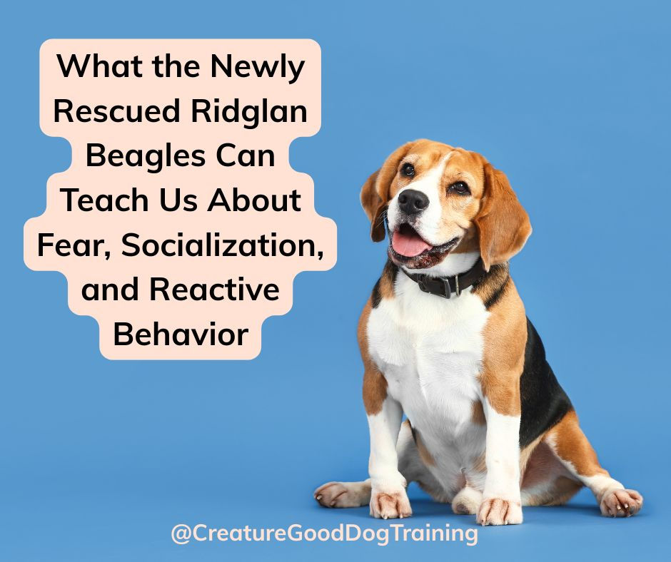 Beagle sitting on blue background beside text about newly rescued Ridglan Beagles, fear, socialization, and reactive behavior.