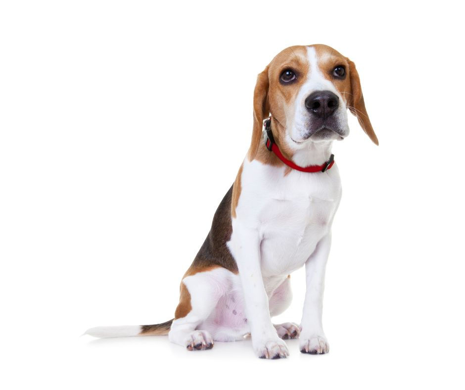 Beagle sitting on a white background, wearing a red collar, looking calm and attentive.