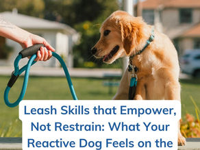 Leash Skills that Empower, Not Restrain: What Your Reactive Dog Feels on the Other End