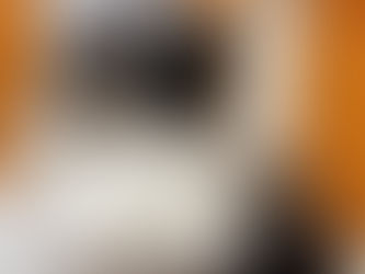 Life After the Puppy Mill: One Dog Mom’s Story of Love, Healing & Second Chances