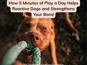 Dog playfully bites a blue rope toy, eyes closed, in a blurred outdoor setting. Text: "How 5 Minutes of Play a Day Helps Reactive Dogs."