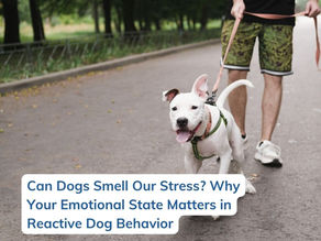 Can Dogs Smell Our Stress? Why Your Emotional State Matters in Reactive Dog Behavior