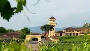 In-depth Brazilian wine: grand wines from a grand country