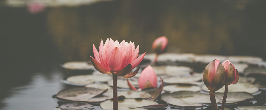 xuan-nguyen-v6V-hfxjboI-unsplash_edited.