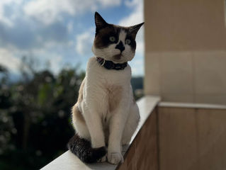 Vamos ajudar a encontrar o Luke?