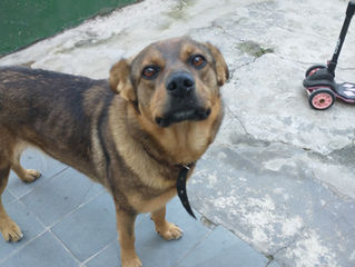 Pandora, aguardando por uma família cheia de amor e cuidados!