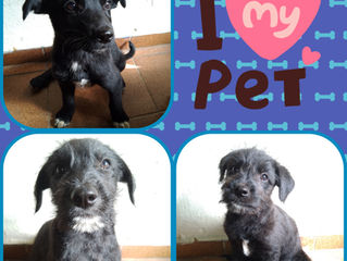2 meses e meio de muita fofura vai te encher de amor, já escolheu o seu!?